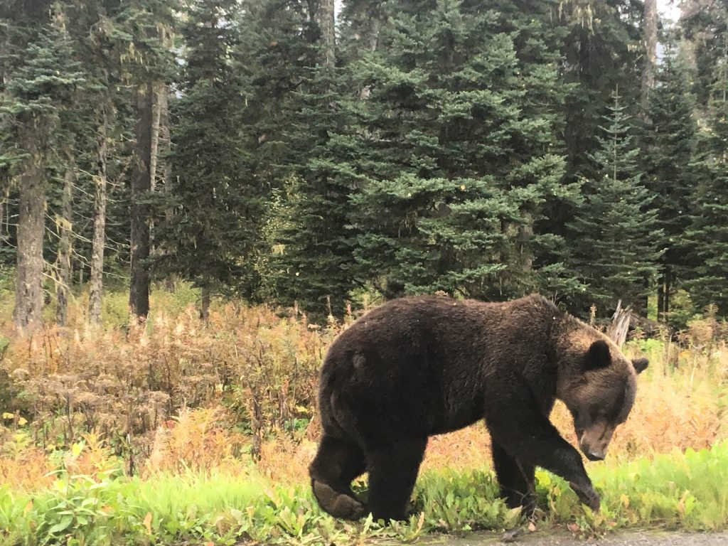 A bear walking on grass in front of green trees.